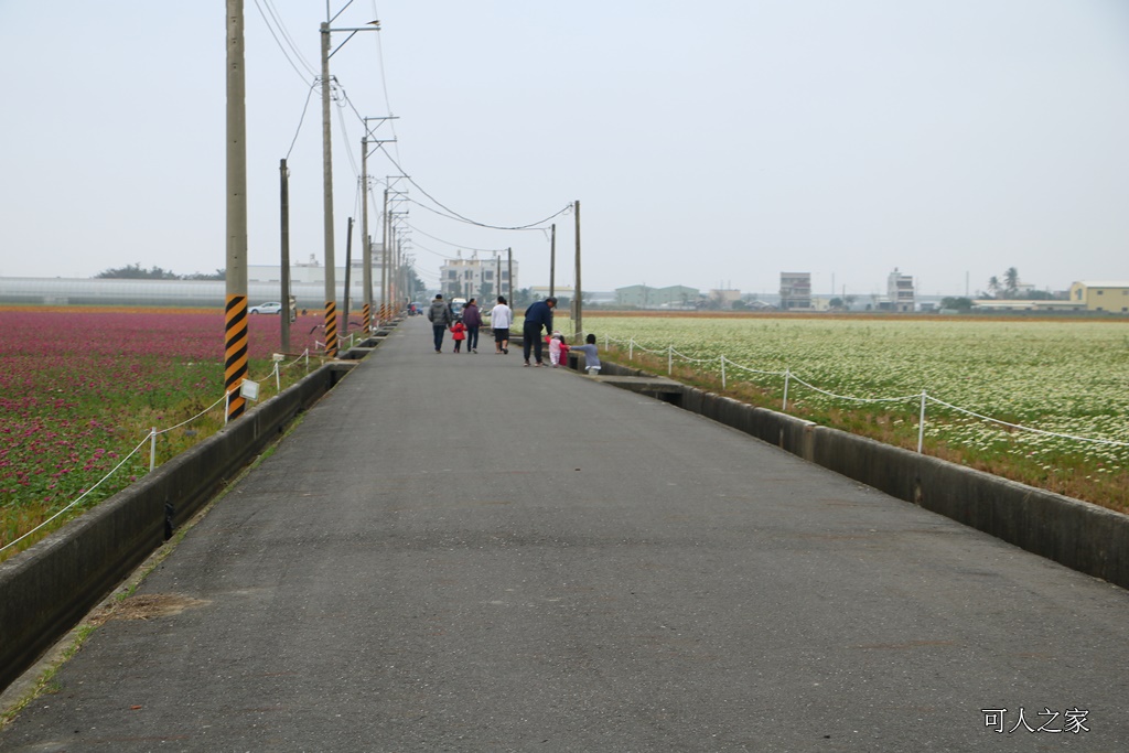 2018太保花海節,2018春節旅遊,嘉義一日遊,嘉義太保花海,嘉義景點,嘉義花海,嘉義賞花一日遊