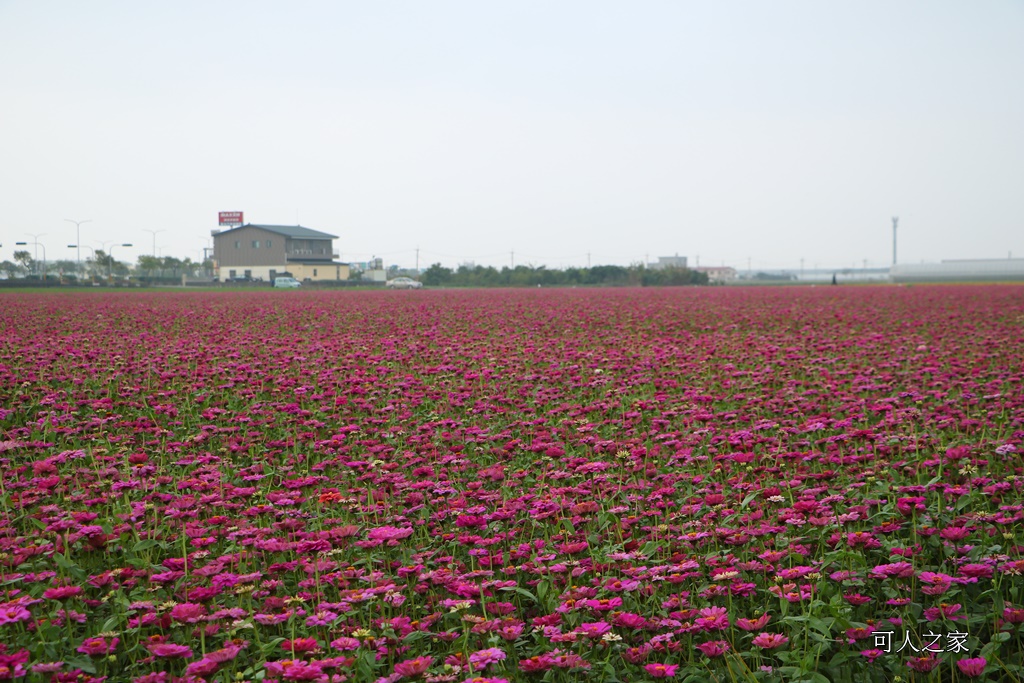 2018太保花海節,2018春節旅遊,嘉義一日遊,嘉義太保花海,嘉義景點,嘉義花海,嘉義賞花一日遊