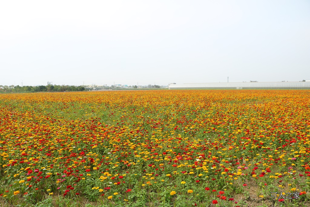 2018太保花海節,2018春節旅遊,嘉義一日遊,嘉義太保花海,嘉義景點,嘉義花海,嘉義賞花一日遊