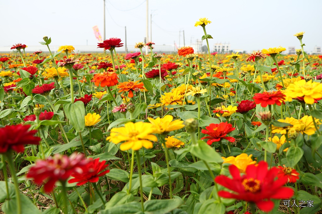 2018太保花海節,2018春節旅遊,嘉義一日遊,嘉義太保花海,嘉義景點,嘉義花海,嘉義賞花一日遊