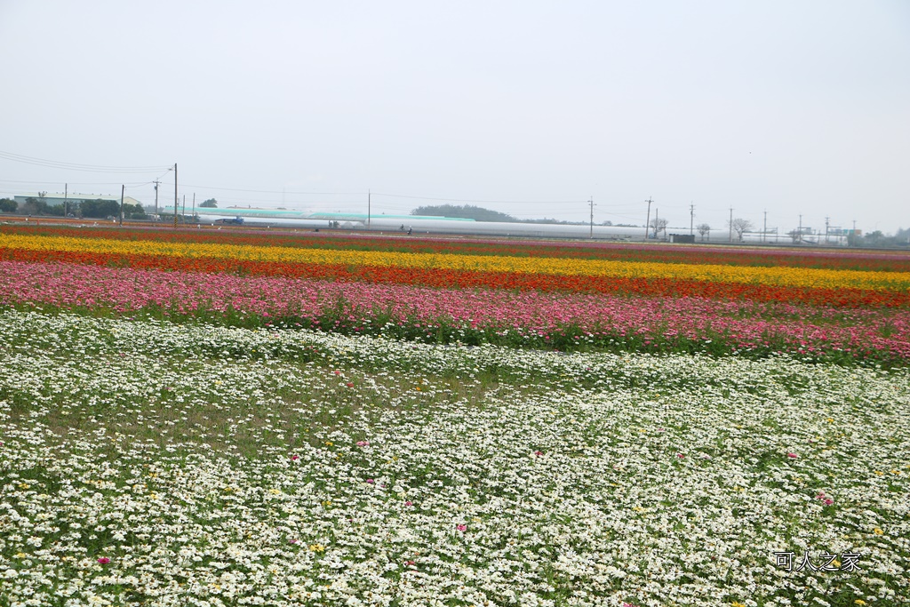 2018太保花海節,2018春節旅遊,嘉義一日遊,嘉義太保花海,嘉義景點,嘉義花海,嘉義賞花一日遊