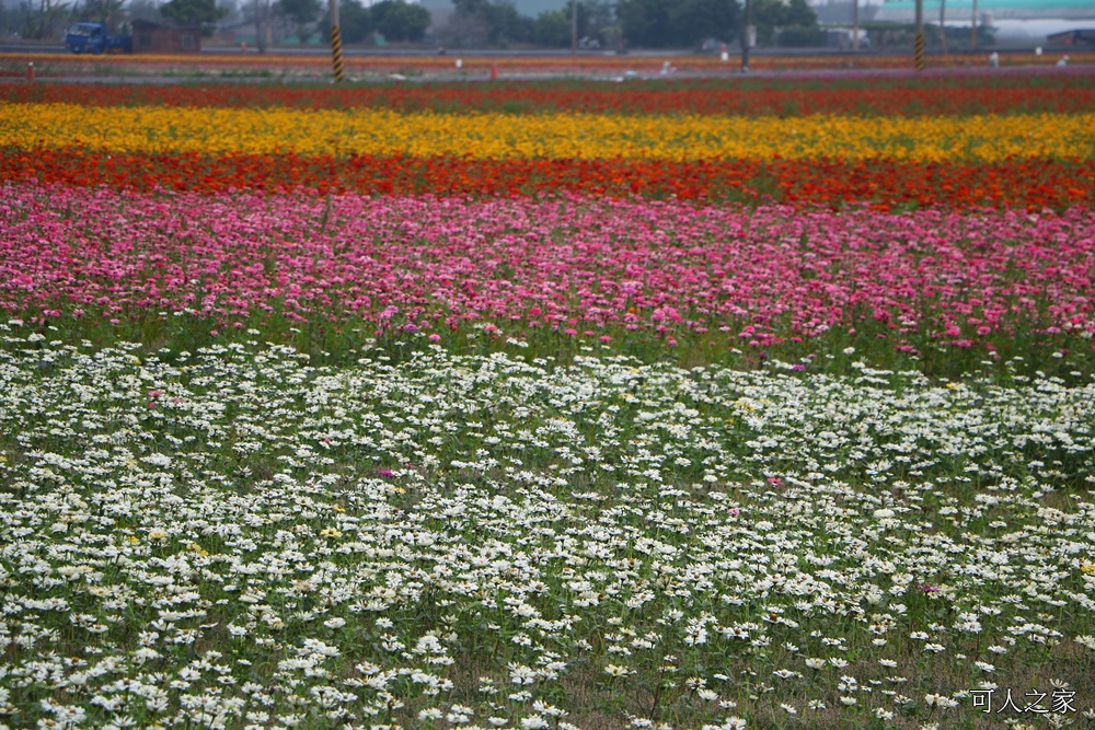 2018太保花海節,2018春節旅遊,嘉義一日遊,嘉義太保花海,嘉義景點,嘉義花海,嘉義賞花一日遊