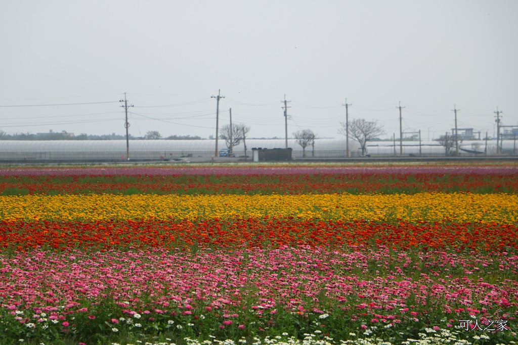 2018太保花海節,2018春節旅遊,嘉義一日遊,嘉義太保花海,嘉義景點,嘉義花海,嘉義賞花一日遊