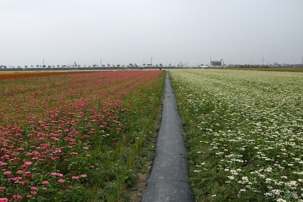 2018太保花海節,2018春節旅遊,嘉義一日遊,嘉義太保花海,嘉義景點,嘉義花海,嘉義賞花一日遊