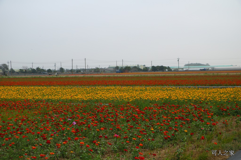 2018太保花海節,2018春節旅遊,嘉義一日遊,嘉義太保花海,嘉義景點,嘉義花海,嘉義賞花一日遊