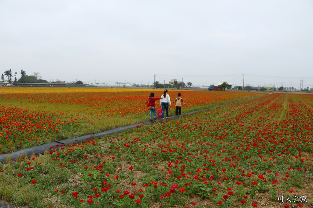 2018太保花海節,2018春節旅遊,嘉義一日遊,嘉義太保花海,嘉義景點,嘉義花海,嘉義賞花一日遊