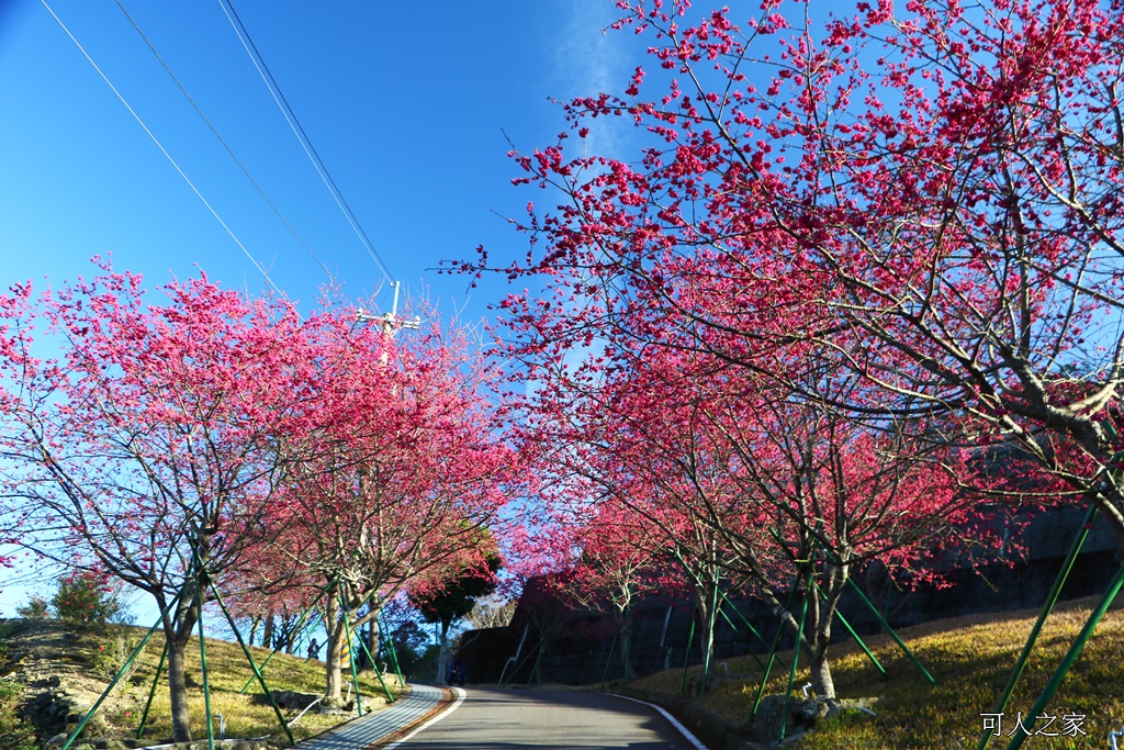 2018台灣燈會在嘉義,ig打卡景點,嘉義一日遊,嘉義太保花海,嘉義新景點,嘉義旅遊景點,嘉義春節一日遊,嘉義春節旅遊推薦,嘉義燈會接駁資訊,嘉義賞櫻,彌陀禪寺最新花況,情侶約會,沉睡的森林