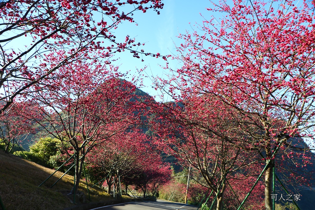 2018台灣燈會在嘉義,ig打卡景點,嘉義一日遊,嘉義太保花海,嘉義新景點,嘉義旅遊景點,嘉義春節一日遊,嘉義春節旅遊推薦,嘉義燈會接駁資訊,嘉義賞櫻,彌陀禪寺最新花況,情侶約會,沉睡的森林