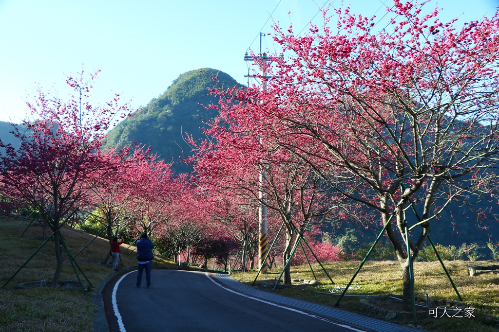 2018台灣燈會在嘉義,ig打卡景點,嘉義一日遊,嘉義太保花海,嘉義新景點,嘉義旅遊景點,嘉義春節一日遊,嘉義春節旅遊推薦,嘉義燈會接駁資訊,嘉義賞櫻,彌陀禪寺最新花況,情侶約會,沉睡的森林