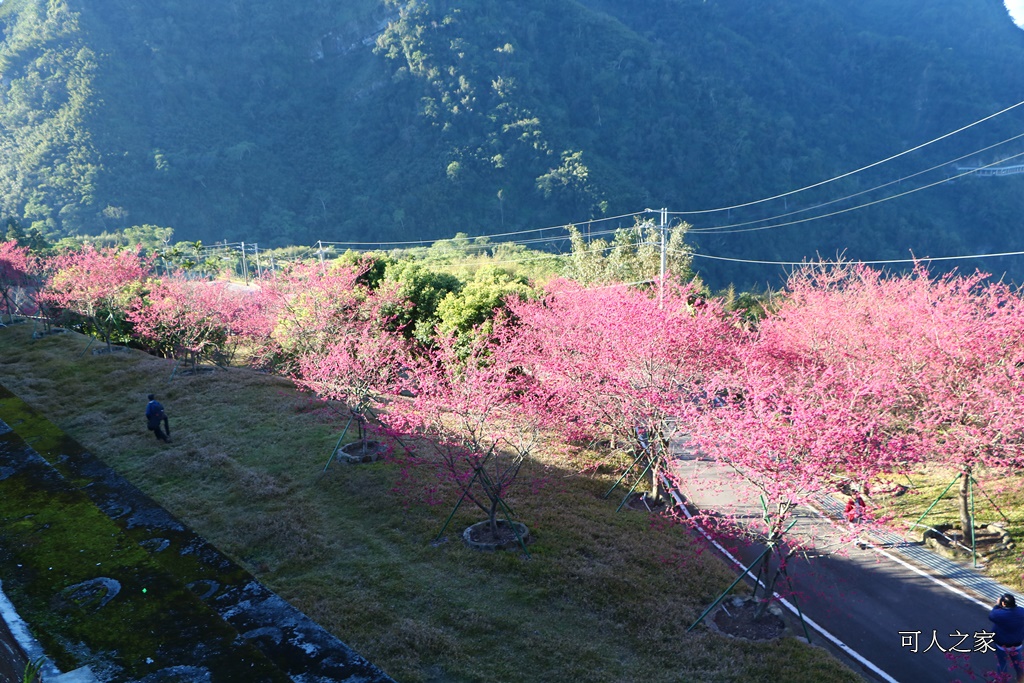 2018台灣燈會在嘉義,ig打卡景點,嘉義一日遊,嘉義太保花海,嘉義新景點,嘉義旅遊景點,嘉義春節一日遊,嘉義春節旅遊推薦,嘉義燈會接駁資訊,嘉義賞櫻,彌陀禪寺最新花況,情侶約會,沉睡的森林