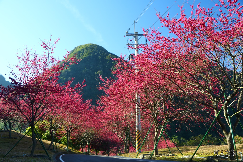 2018台灣燈會在嘉義,ig打卡景點,嘉義一日遊,嘉義太保花海,嘉義新景點,嘉義旅遊景點,嘉義春節一日遊,嘉義春節旅遊推薦,嘉義燈會接駁資訊,嘉義賞櫻,彌陀禪寺最新花況,情侶約會,沉睡的森林