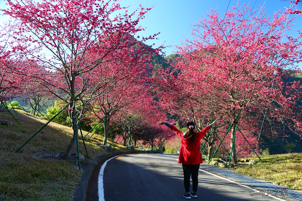 2018台灣燈會在嘉義,ig打卡景點,嘉義一日遊,嘉義太保花海,嘉義新景點,嘉義旅遊景點,嘉義春節一日遊,嘉義春節旅遊推薦,嘉義燈會接駁資訊,嘉義賞櫻,彌陀禪寺最新花況,情侶約會,沉睡的森林