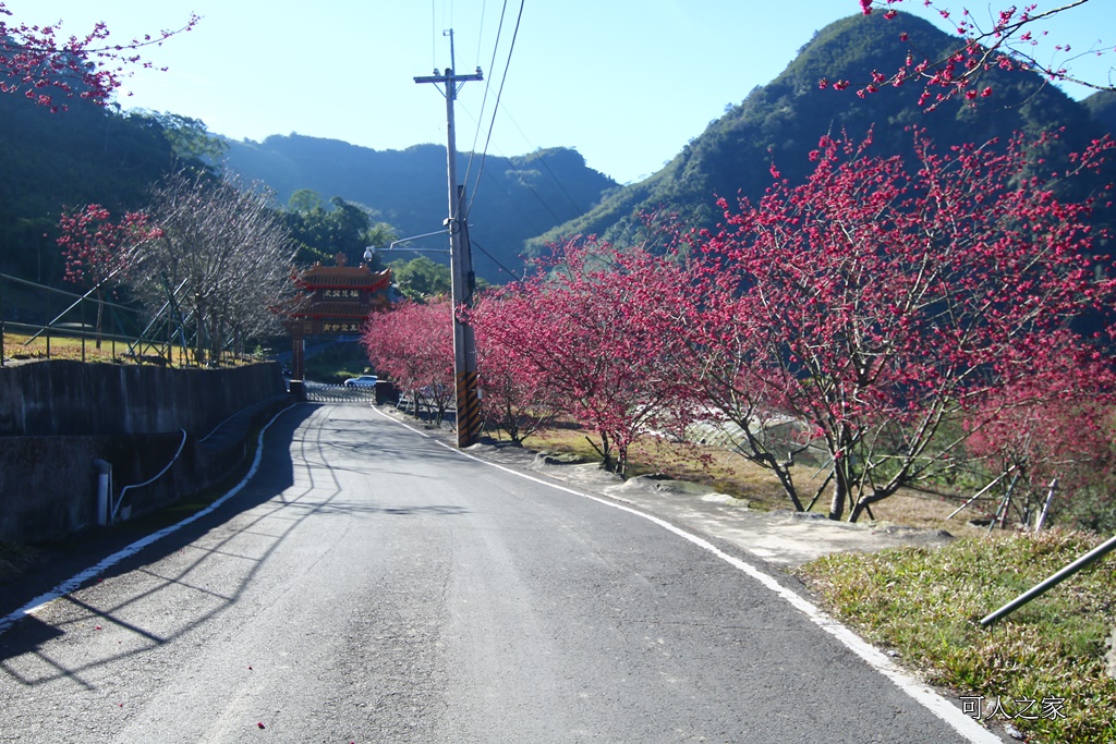 2018台灣燈會在嘉義,ig打卡景點,嘉義一日遊,嘉義太保花海,嘉義新景點,嘉義旅遊景點,嘉義春節一日遊,嘉義春節旅遊推薦,嘉義燈會接駁資訊,嘉義賞櫻,彌陀禪寺最新花況,情侶約會,沉睡的森林