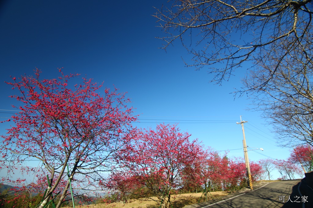 2018台灣燈會在嘉義,ig打卡景點,嘉義一日遊,嘉義太保花海,嘉義新景點,嘉義旅遊景點,嘉義春節一日遊,嘉義春節旅遊推薦,嘉義燈會接駁資訊,嘉義賞櫻,彌陀禪寺最新花況,情侶約會,沉睡的森林