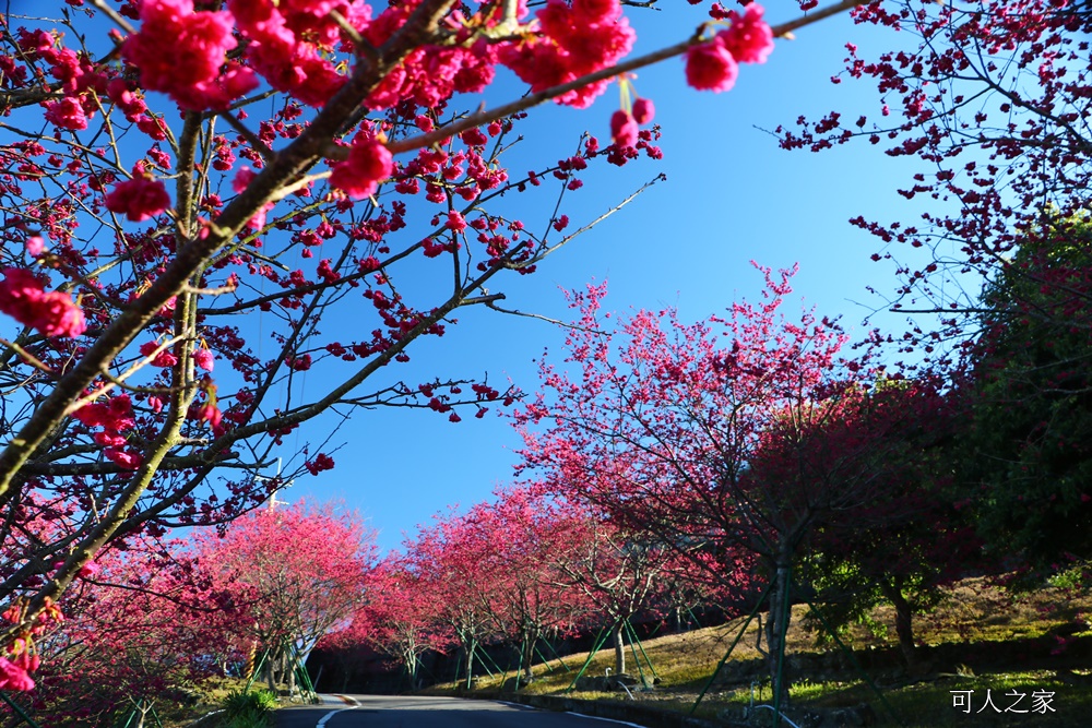 2018台灣燈會在嘉義,ig打卡景點,嘉義一日遊,嘉義太保花海,嘉義新景點,嘉義旅遊景點,嘉義春節一日遊,嘉義春節旅遊推薦,嘉義燈會接駁資訊,嘉義賞櫻,彌陀禪寺最新花況,情侶約會,沉睡的森林