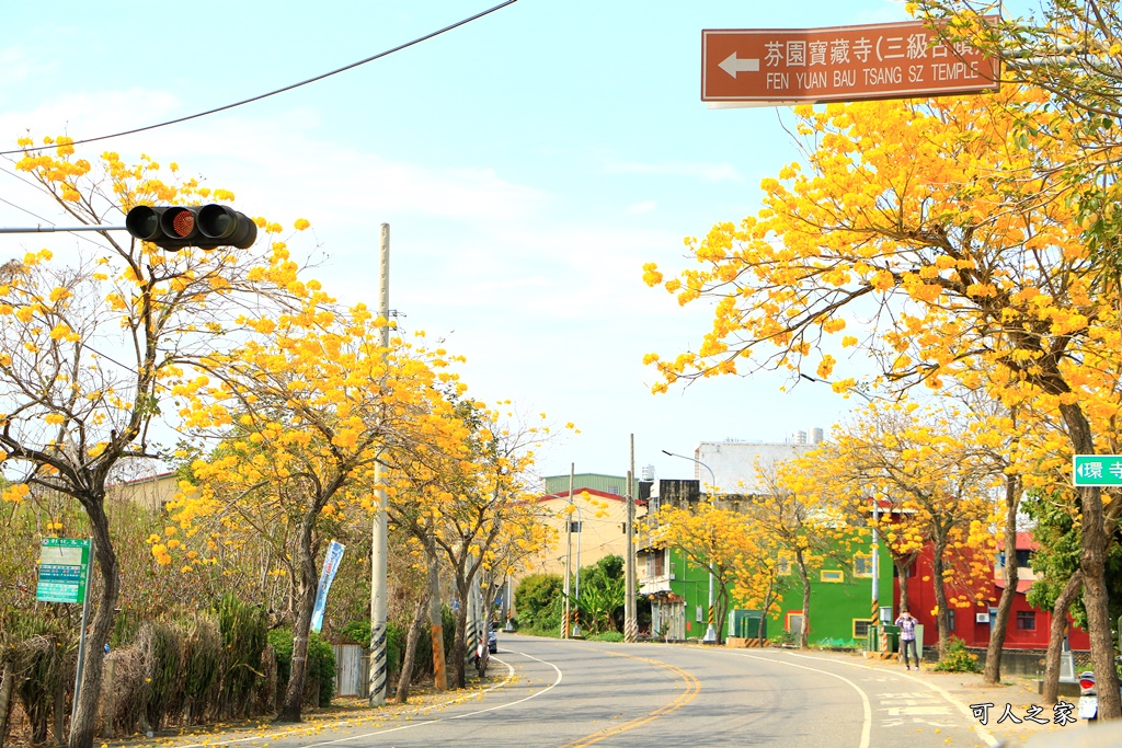 全台最長風鈴木盛開,彰化寶藏寺風鈴木,彰化最美風鈴木,彰化芬園風鈴木,賞風鈴木一日遊