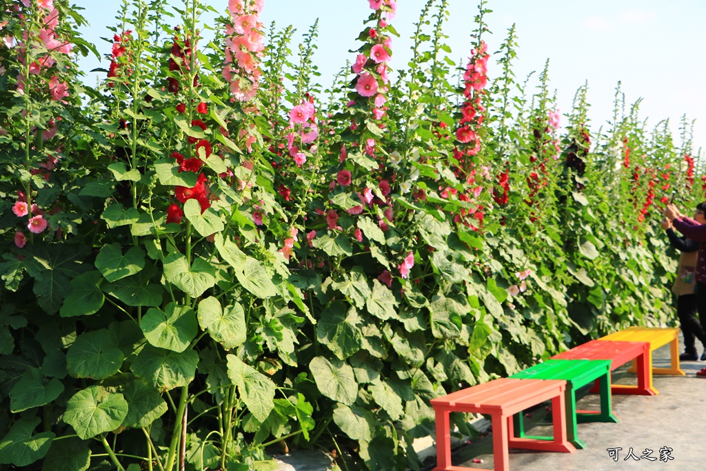 2018蜀葵花,南區公園,彰化一日遊,彰化員林蜀葵花,琉璃仙境收費價格,琉璃仙境改為收費,遊樂設施