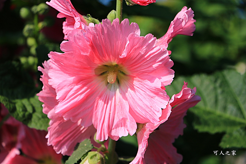 2018蜀葵花,南區公園,彰化一日遊,彰化員林蜀葵花,琉璃仙境收費價格,琉璃仙境改為收費,遊樂設施