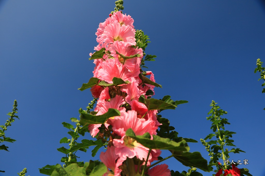 2018蜀葵花,南區公園,彰化一日遊,彰化員林蜀葵花,琉璃仙境收費價格,琉璃仙境改為收費,遊樂設施