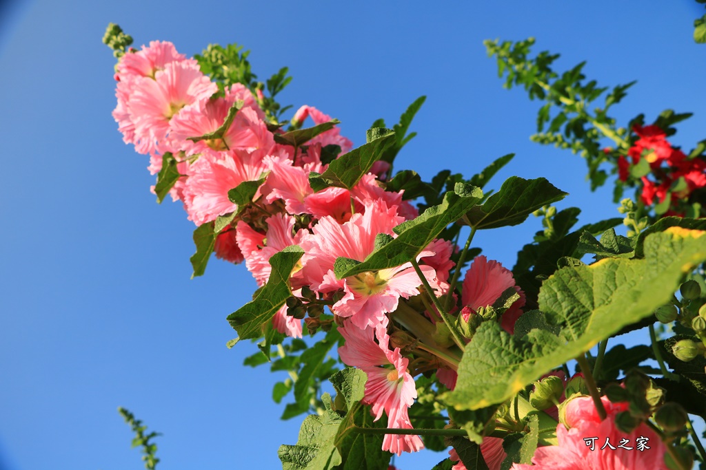 2018蜀葵花,南區公園,彰化一日遊,彰化員林蜀葵花,琉璃仙境收費價格,琉璃仙境改為收費,遊樂設施