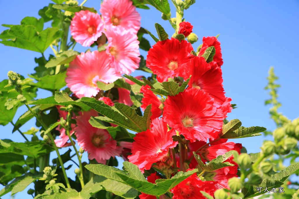 2018蜀葵花,南區公園,彰化一日遊,彰化員林蜀葵花,琉璃仙境收費價格,琉璃仙境改為收費,遊樂設施