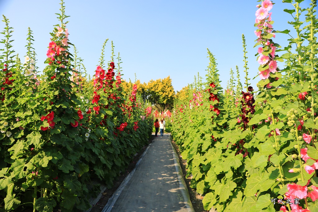 2018蜀葵花,南區公園,彰化一日遊,彰化員林蜀葵花,琉璃仙境收費價格,琉璃仙境改為收費,遊樂設施