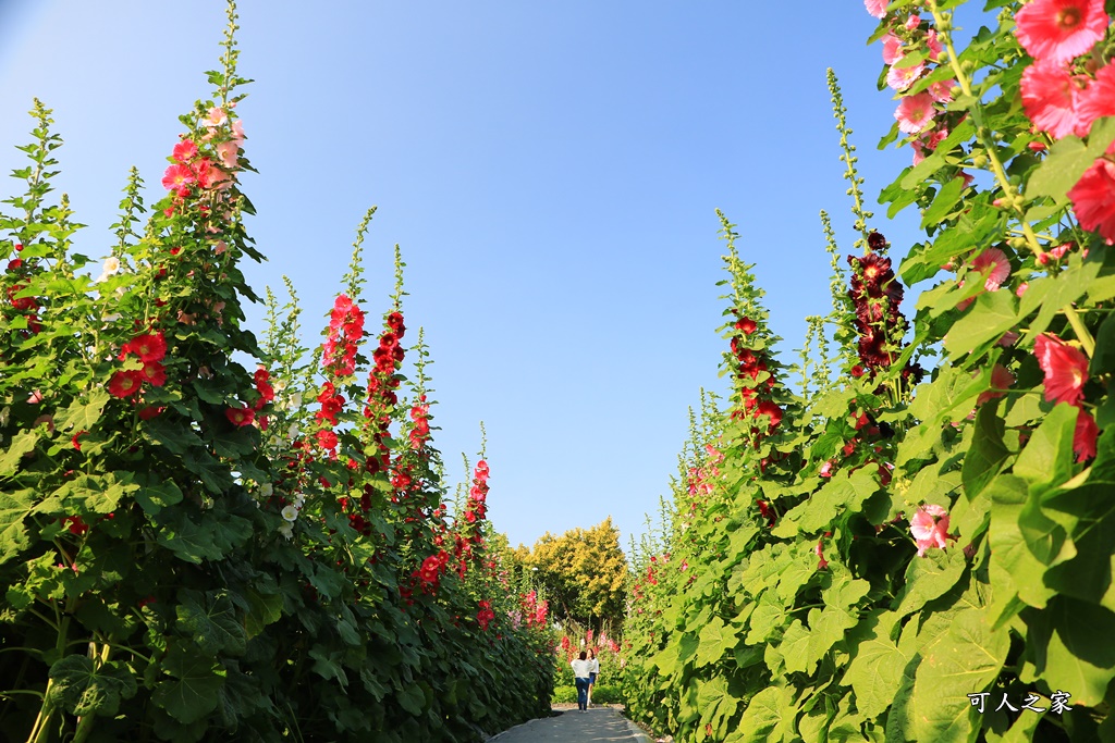 2018蜀葵花,南區公園,彰化一日遊,彰化員林蜀葵花,琉璃仙境收費價格,琉璃仙境改為收費,遊樂設施