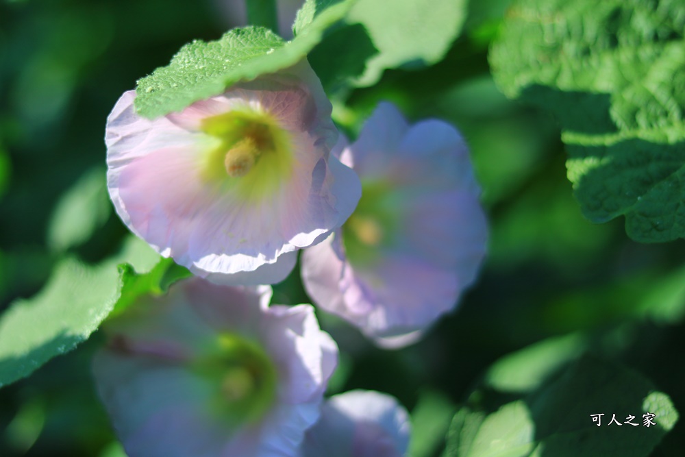 2018蜀葵花,南區公園,彰化一日遊,彰化員林蜀葵花,琉璃仙境收費價格,琉璃仙境改為收費,遊樂設施