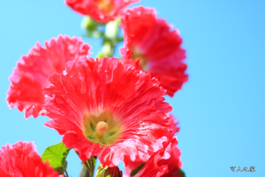 2018蜀葵花,南區公園,彰化一日遊,彰化員林蜀葵花,琉璃仙境收費價格,琉璃仙境改為收費,遊樂設施