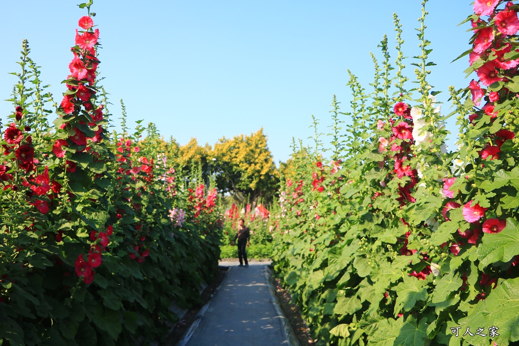 2018蜀葵花,南區公園,彰化一日遊,彰化員林蜀葵花,琉璃仙境收費價格,琉璃仙境改為收費,遊樂設施