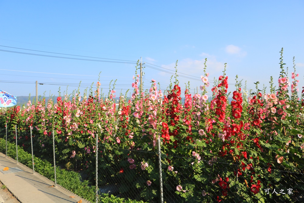 2018蜀葵花,南區公園,彰化一日遊,彰化員林蜀葵花,琉璃仙境收費價格,琉璃仙境改為收費,遊樂設施