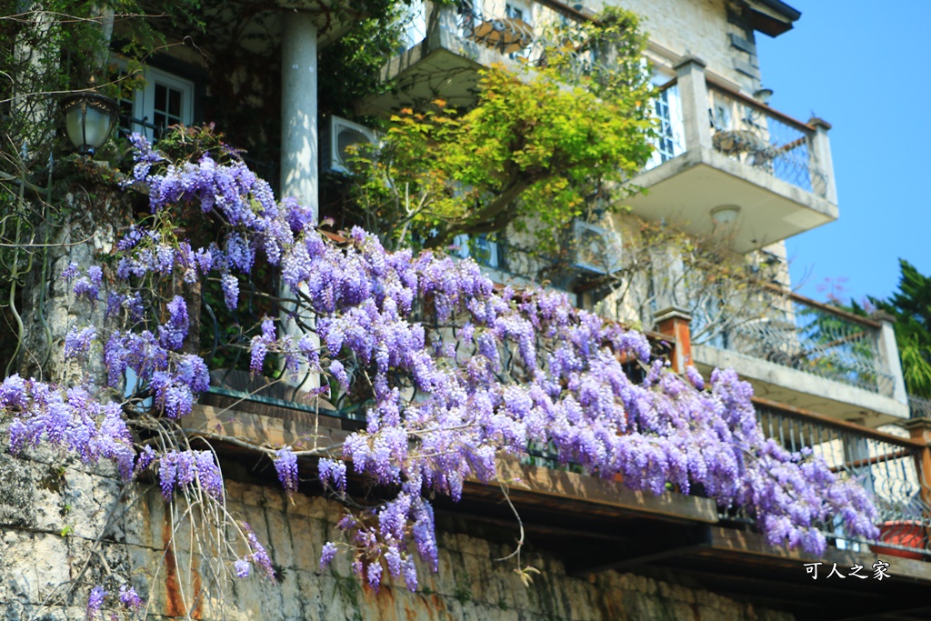 南投清境旅遊,南投紫藤花,清境紫藤花,紫藤花,霞飛音樂城堡