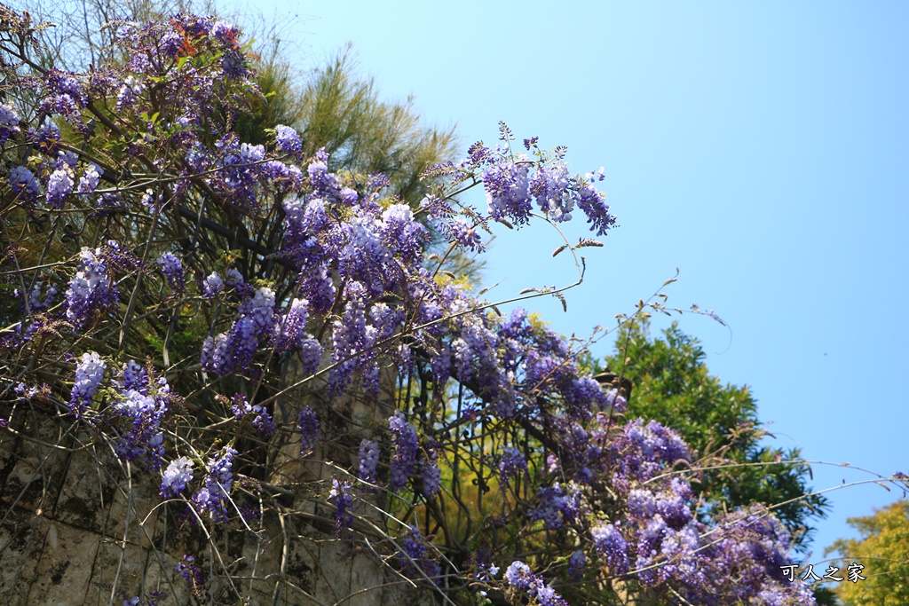 南投清境旅遊,南投紫藤花,清境紫藤花,紫藤花,霞飛音樂城堡