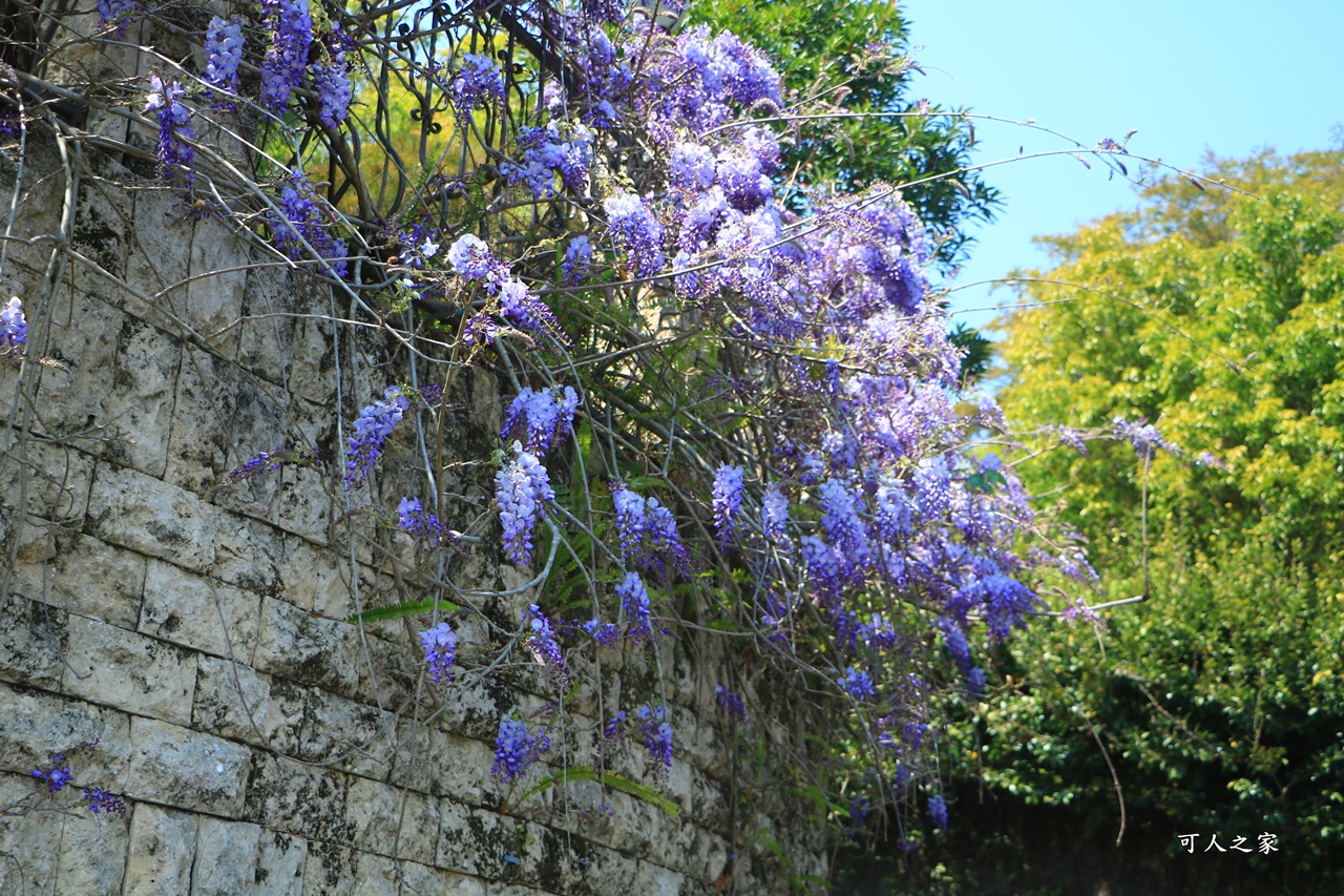 南投清境旅遊,南投紫藤花,清境紫藤花,紫藤花,霞飛音樂城堡