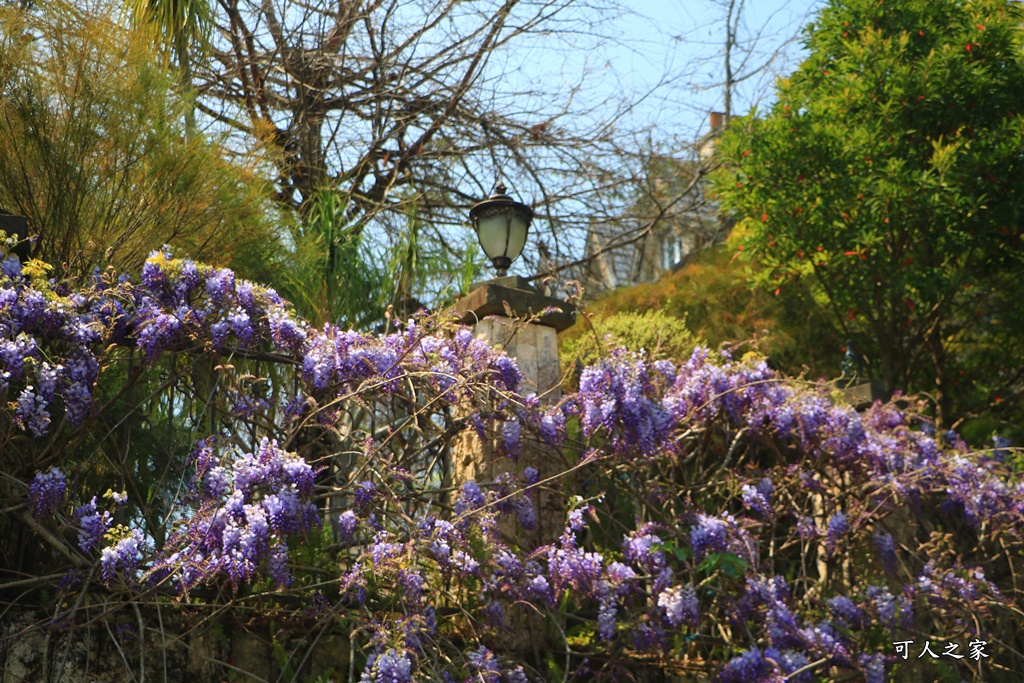 南投清境旅遊,南投紫藤花,清境紫藤花,紫藤花,霞飛音樂城堡