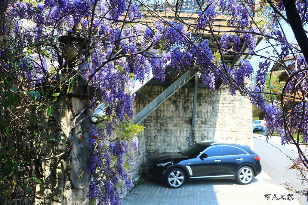 南投清境旅遊,南投紫藤花,清境紫藤花,紫藤花,霞飛音樂城堡