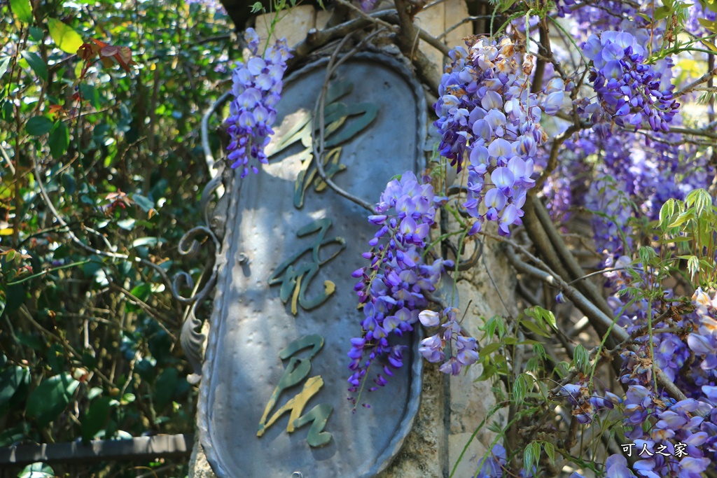 南投清境旅遊,南投紫藤花,清境紫藤花,紫藤花,霞飛音樂城堡