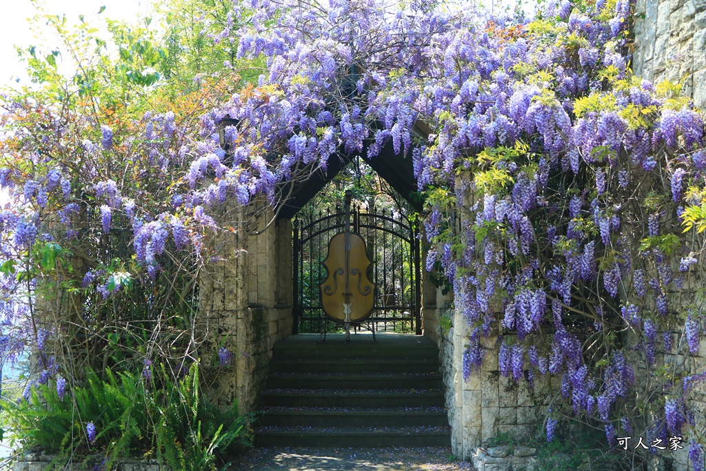 南投清境旅遊,南投紫藤花,清境紫藤花,紫藤花,霞飛音樂城堡