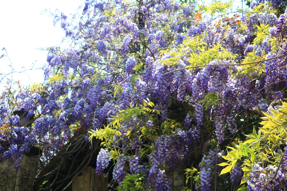 南投清境旅遊,南投紫藤花,清境紫藤花,紫藤花,霞飛音樂城堡