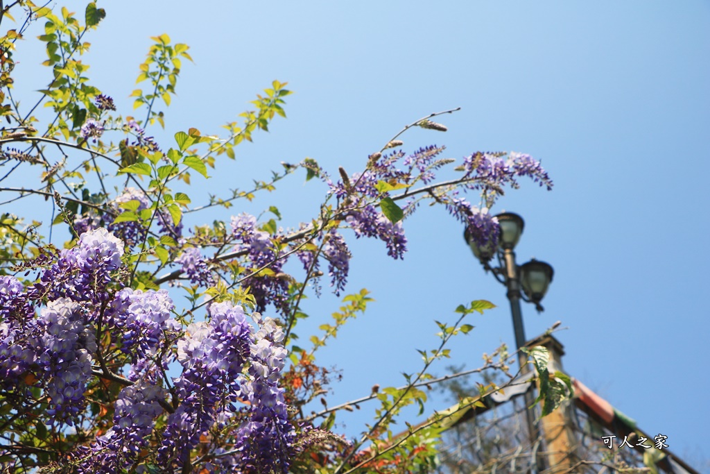 南投清境旅遊,南投紫藤花,清境紫藤花,紫藤花,霞飛音樂城堡