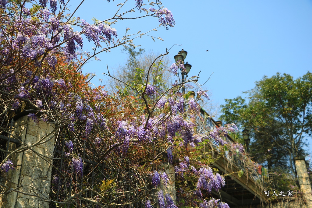 南投清境旅遊,南投紫藤花,清境紫藤花,紫藤花,霞飛音樂城堡