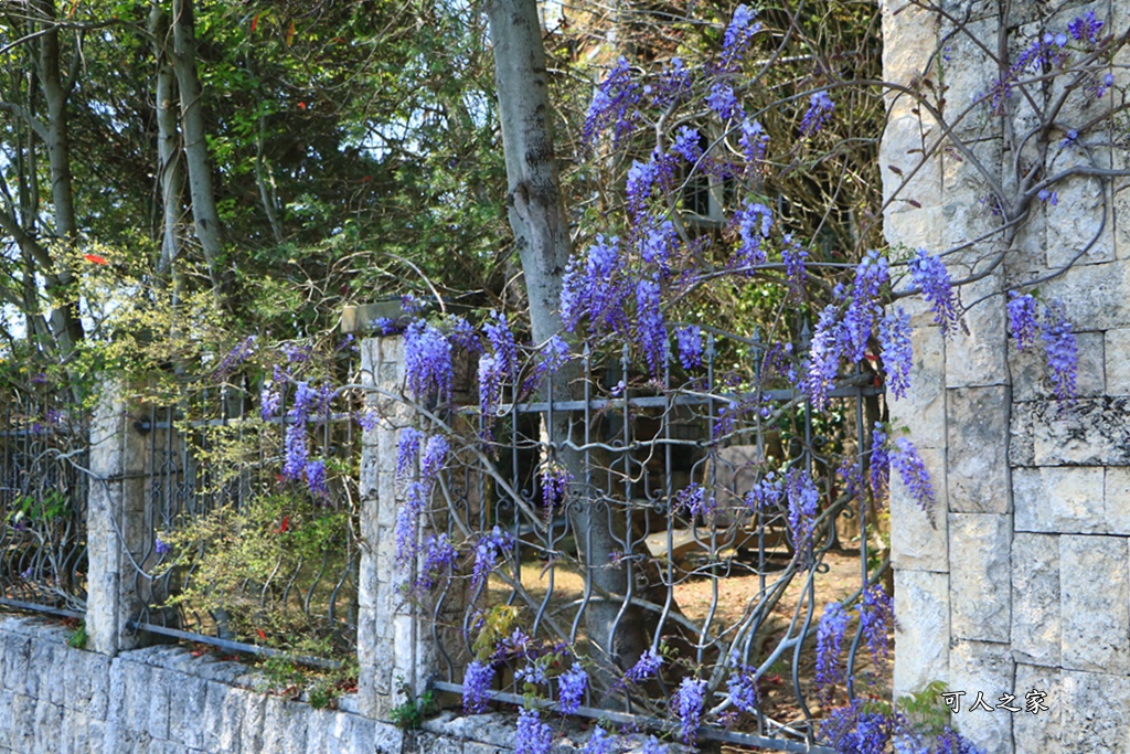 南投清境旅遊,南投紫藤花,清境紫藤花,紫藤花,霞飛音樂城堡