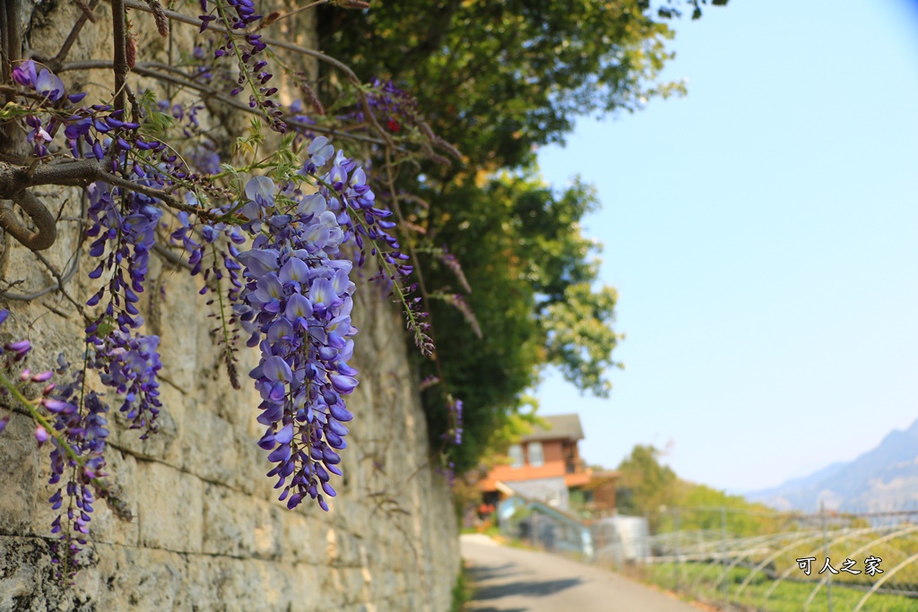 南投清境旅遊,南投紫藤花,清境紫藤花,紫藤花,霞飛音樂城堡