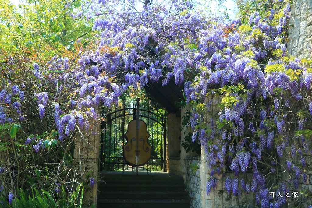 南投清境旅遊,南投紫藤花,清境紫藤花,紫藤花,霞飛音樂城堡