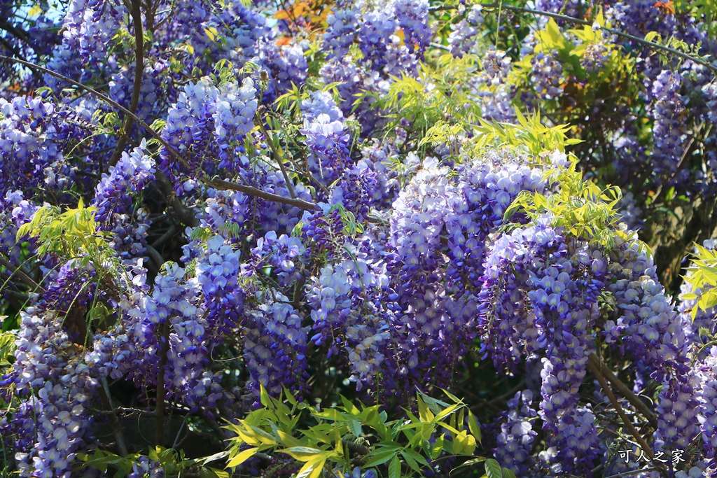 南投清境旅遊,南投紫藤花,清境紫藤花,紫藤花,霞飛音樂城堡