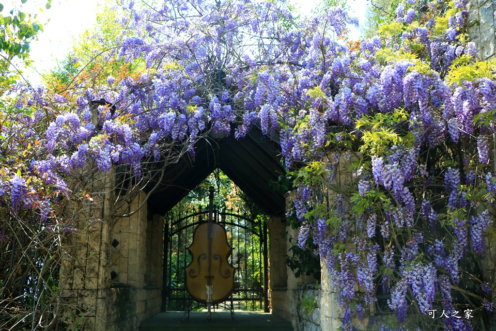 南投清境旅遊,南投紫藤花,清境紫藤花,紫藤花,霞飛音樂城堡