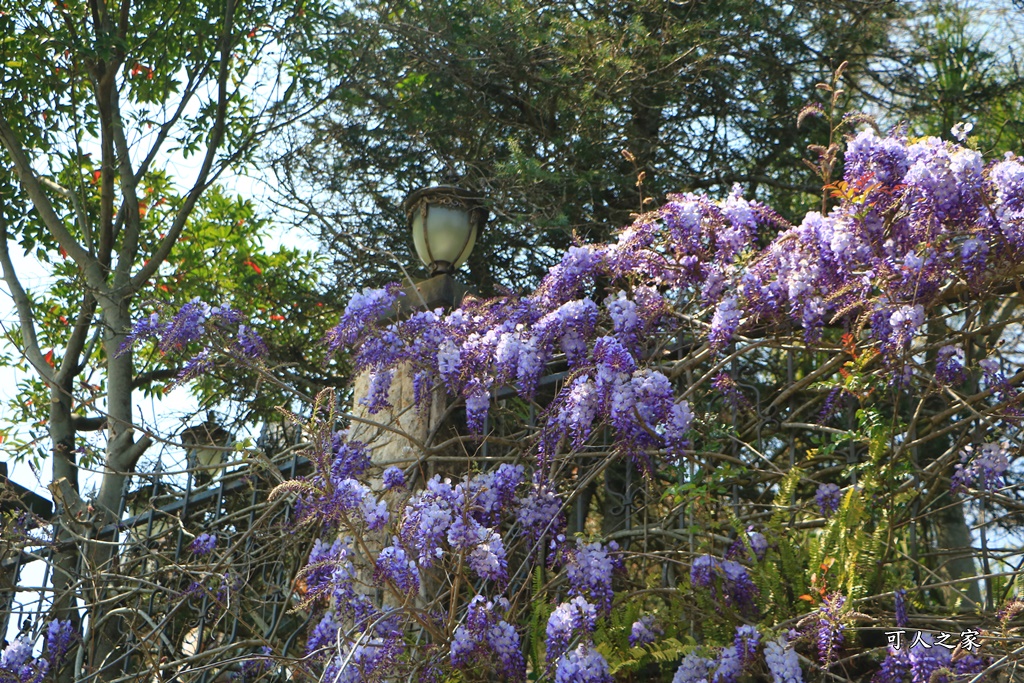 南投清境旅遊,南投紫藤花,清境紫藤花,紫藤花,霞飛音樂城堡