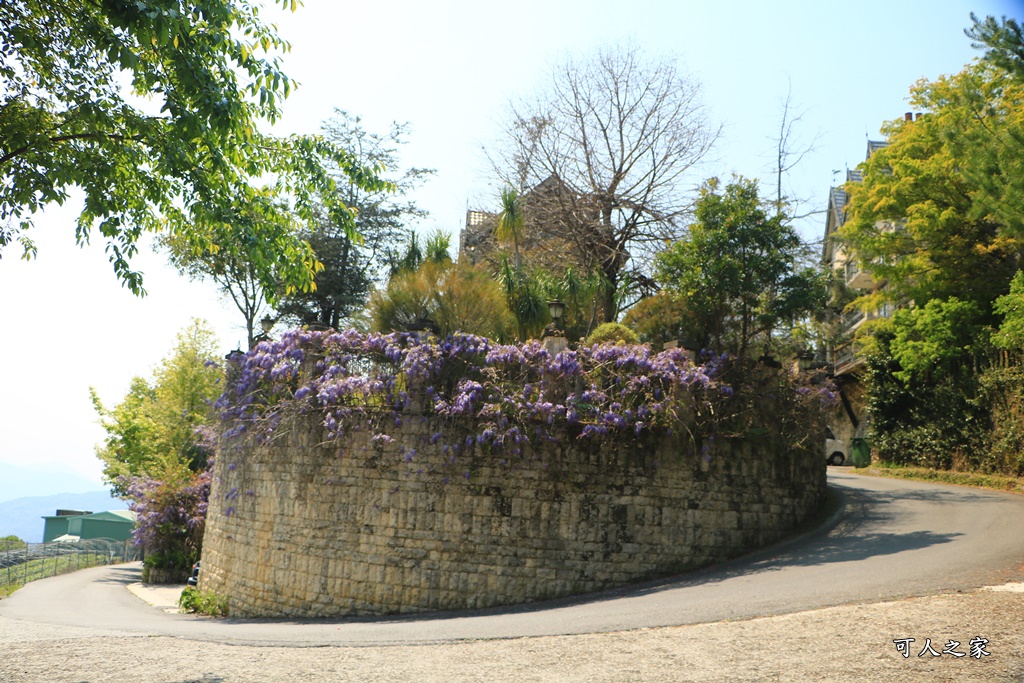 南投清境旅遊,南投紫藤花,清境紫藤花,紫藤花,霞飛音樂城堡