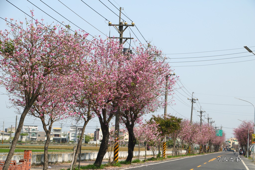 旅遊羊蹄甲,雲林土庫,雲林旅遊何處去,雲林景點一日遊,雲林櫻花綿延2公里,雲林賞花