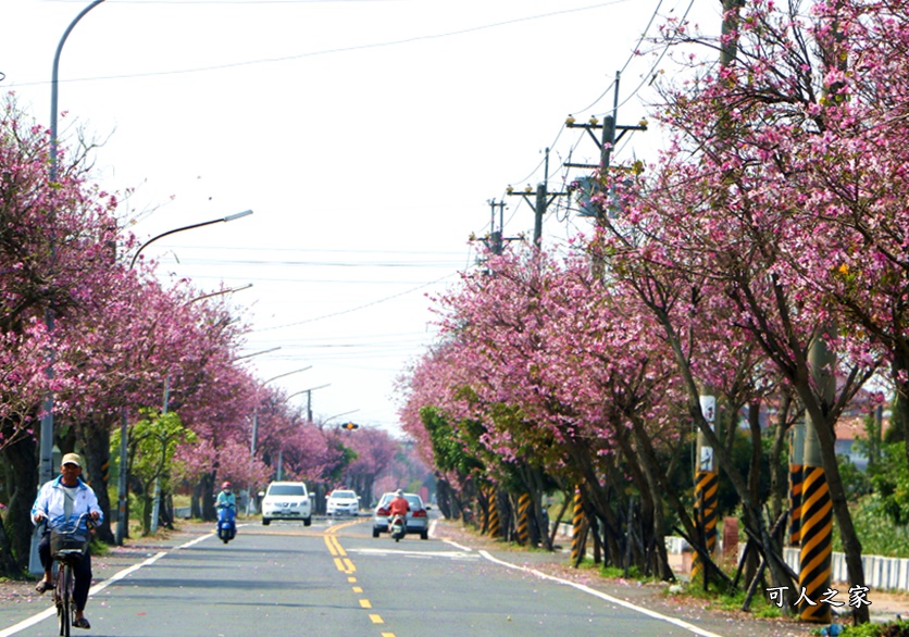 旅遊羊蹄甲,雲林土庫,雲林旅遊何處去,雲林景點一日遊,雲林櫻花綿延2公里,雲林賞花